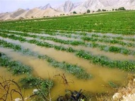 خسارت بیش از 3هزار میلیاردی بلایای طبیعی به بخش کشاورزی