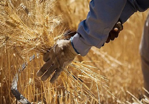سرگردانی؛حاصل دسترنج گندم‌کاران + فیلم
