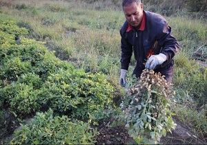 آغاز برداشت محصول بادام زمینی در اصلاندوز
