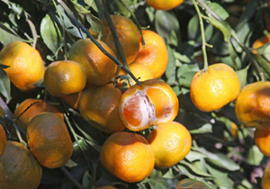 راه های جلوگیری از سرمازدگی مرکبات