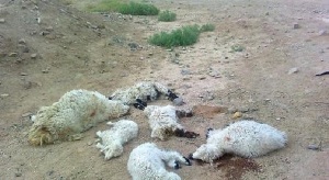 بیش از 12 هزار رأس دام تلف شده در خراسان جنوبی بیمه بودند