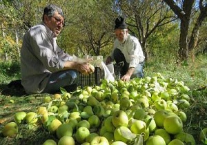 پیش بینی برداشت بیش از 20 هزار تن سیب در  خلخال