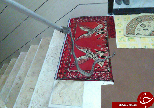 شکار مارهای سمی سرگردان از منزل مسکونی+تصاویر