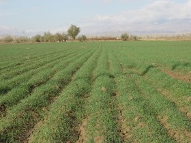 کاشت کلزا در سطح  بیش از یک هزار هکتار از اراضی استان
