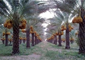 آغاز دوشاب گیری خرما در بشاگرد
