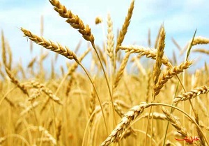 پرداخت 539 ميليارد تومان از مطالبات گندمکاران