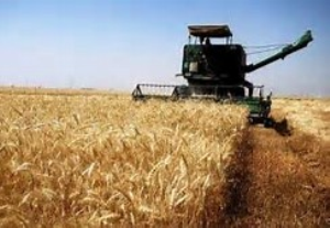 پرداخت 95 درصد از مطالبات گندمکاران گلستانی