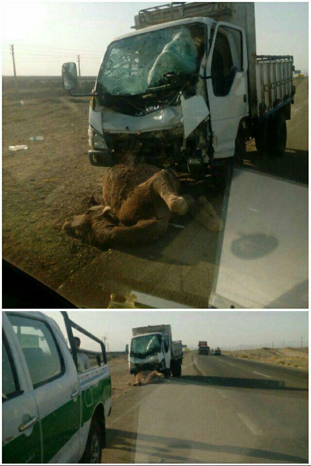 برخورد شتر با کامیون حادثه آفرید برخورد شتر با کامیون حادثه آفرید