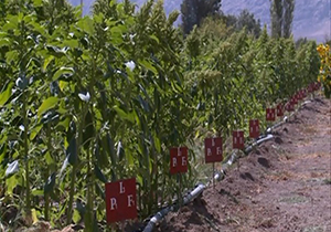 تغییر الگوی کشت با گیاه کم آب بر تاج خروس