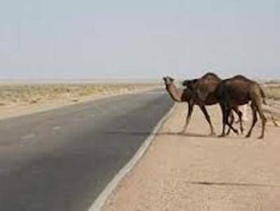 شتر وپراید حادثه ساز شدند