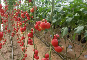 افزایش تولیدات گلخانه ای در شهرستان شهرکرد