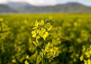سه هزار هکتار از اراضی مناطق سردسیر اردبیل زیر کشت کلزا رفت