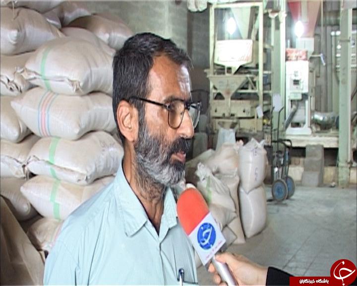 سبوس ،ثروتی که دور ریخته می شود.