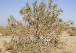 کمربندی سبز از تاغزار در کرمان