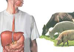 کاهش ابتلای انسانی به تب مالت