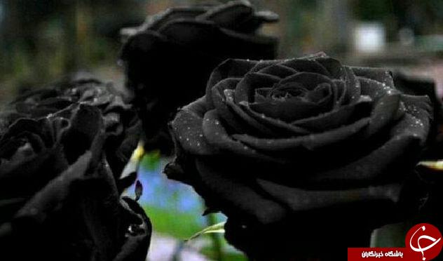 عکس در کانال گردی؛