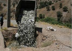 انتشار کتاب در شیراز