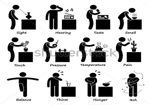 حواس انسان 8 گانه است نه 5 گانه