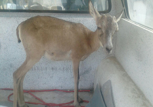 زنده گیری جانوران نادر برای فروش به اعراب حاشیه خلیج فارس