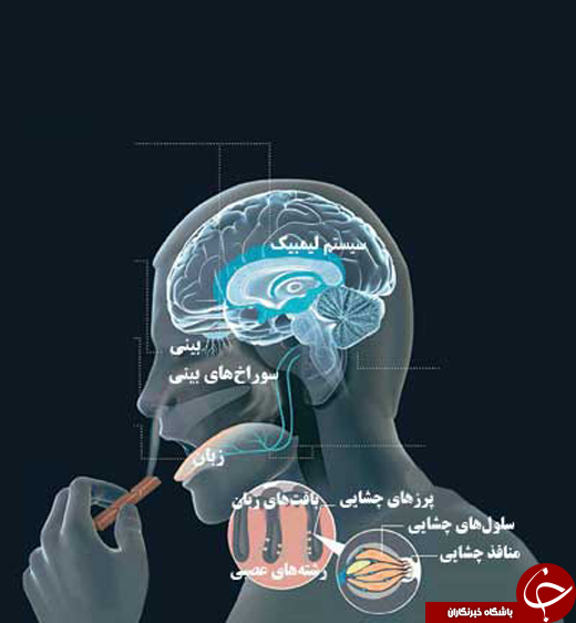 چطور به فست&zwnj;فود معتاد می&zwnj;شویم؟