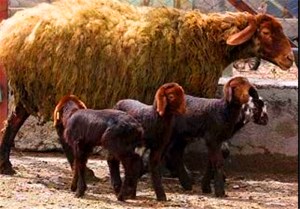 روی گشاده بازار به چند قلوزاهای افشار