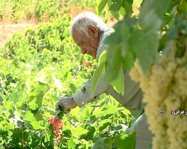 آغاز برداشت انگور از تاکستان های استان مرکزی