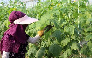 اشتغال بانوان زنجانی در 36واحد گلخانه ای