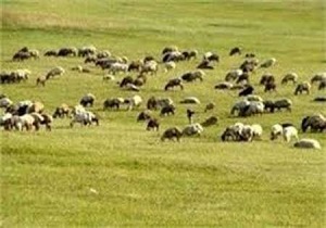 تهیه 590 هزار هکتار طرح مرتعداری