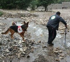 سگهای زنده یاب در جستجوی کوهنوردان مفقود گلستان