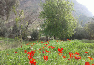 طبیعت زیبای دره&zwnj;شهر + تصاویر