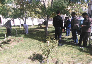 قطع درختان فضای سبز بیجار + فیلم