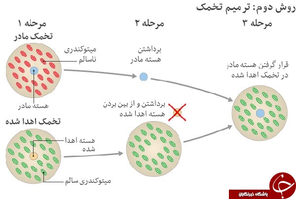 تولد نخستین نوزاد جهان با روش جنجالی و بحث&zwnj;برانگیز سه والد