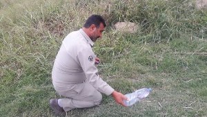 رهاسازی یک حلقه افعی قفقازی در گلستان