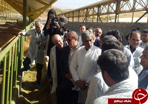افتتاح طرح پرورش گاو شیری