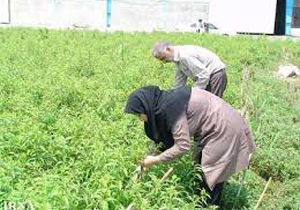آغاز برداشت به لیمو از مزارع باشت