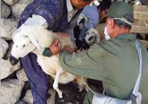 تکذیب سرایت بیماری تب مالت در روستاهای کهگیلویه