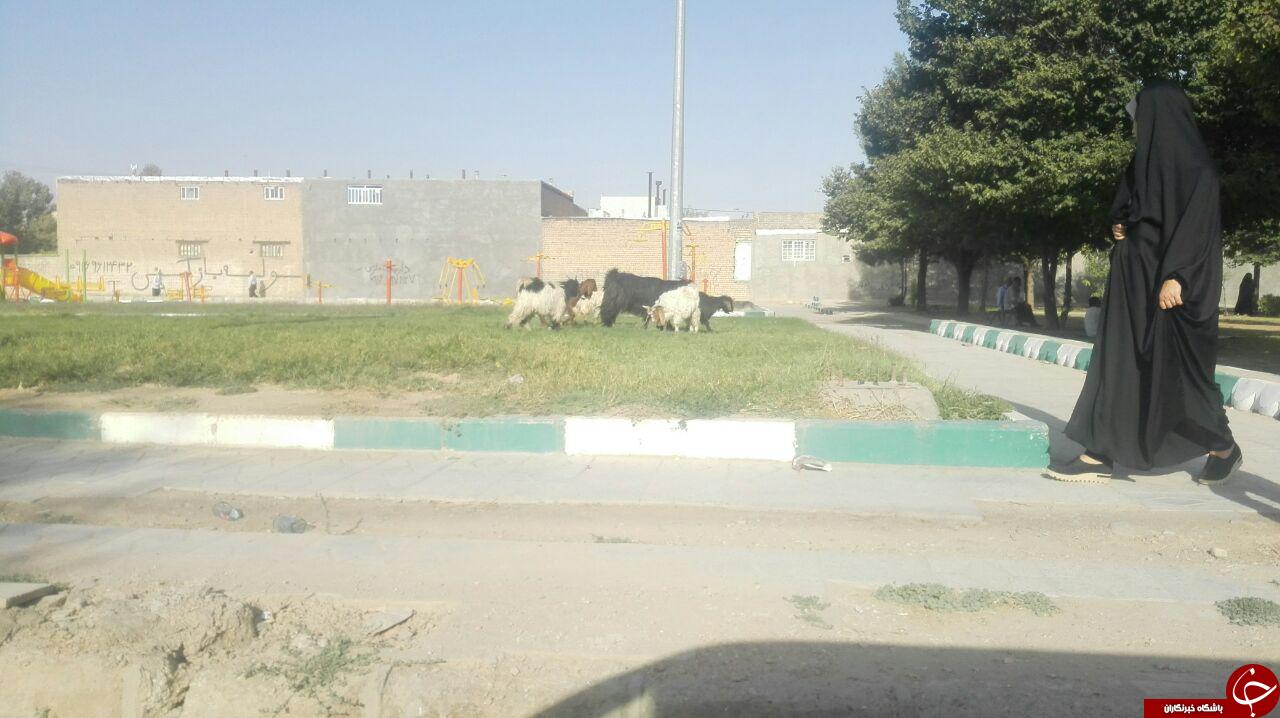چرای گوسفندان در بزرگترین پارک کوهدشت + تصاویر