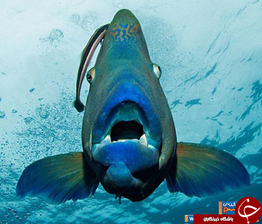عکس/ غول پیکرترین ماهی صخره&zwnj;های مرجانی