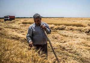 پرداخت مطالبات گندمکاران آذربایجانغربی تا 20 مهر