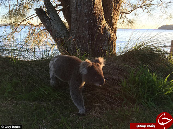 لحظه&zwnj; کمیابی که از کوالاها ثبت شد +تصاویر