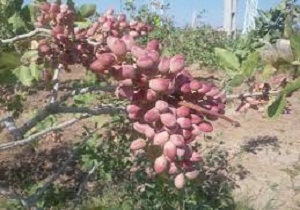 برگزاری جشنواره پسته