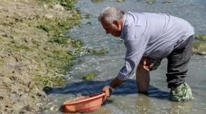 نجات بیش از 500 هزار ماهی در معرض مرگ در شاهین دژ
