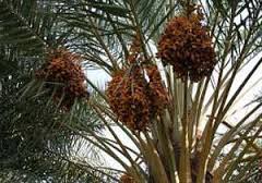 بی لیاقتی مسئولان عاملی کلیدی در مشکلات نخیلات خرمشهر