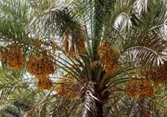 اجرای طرح توسعه نخل‌ها در ۷ هکتار از اراضی مستعد آبادان