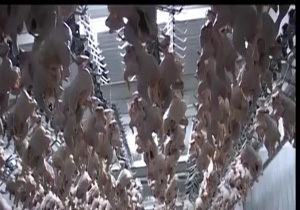 آغاز جوجه ریزی در یک سوم مرغداری های مهاباد