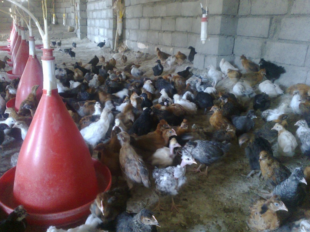 کودکان نگهداری حیوانات اهلی را آموزش می بینند