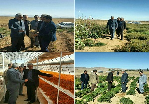 تولید سالانه 14 تن انواع گیاهان دارویی در شهرستان نمین