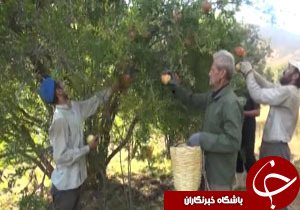 سنتی جالب هنگام انار چینی در روستای طارم قزوین + فیلم