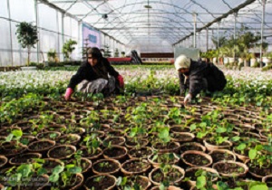 پرداخت تسهیلات به 54 طرح  دام و طیور