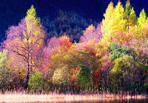 برپایی نمایشگاه عکس طبیعت در فارس